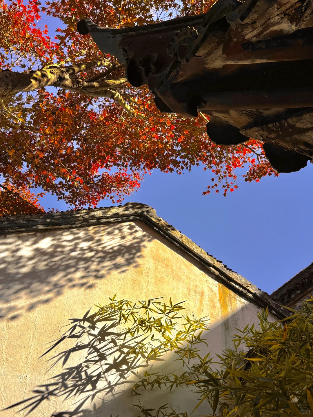 千万别在10-11月去苏州，我怕你来了不想走‼️