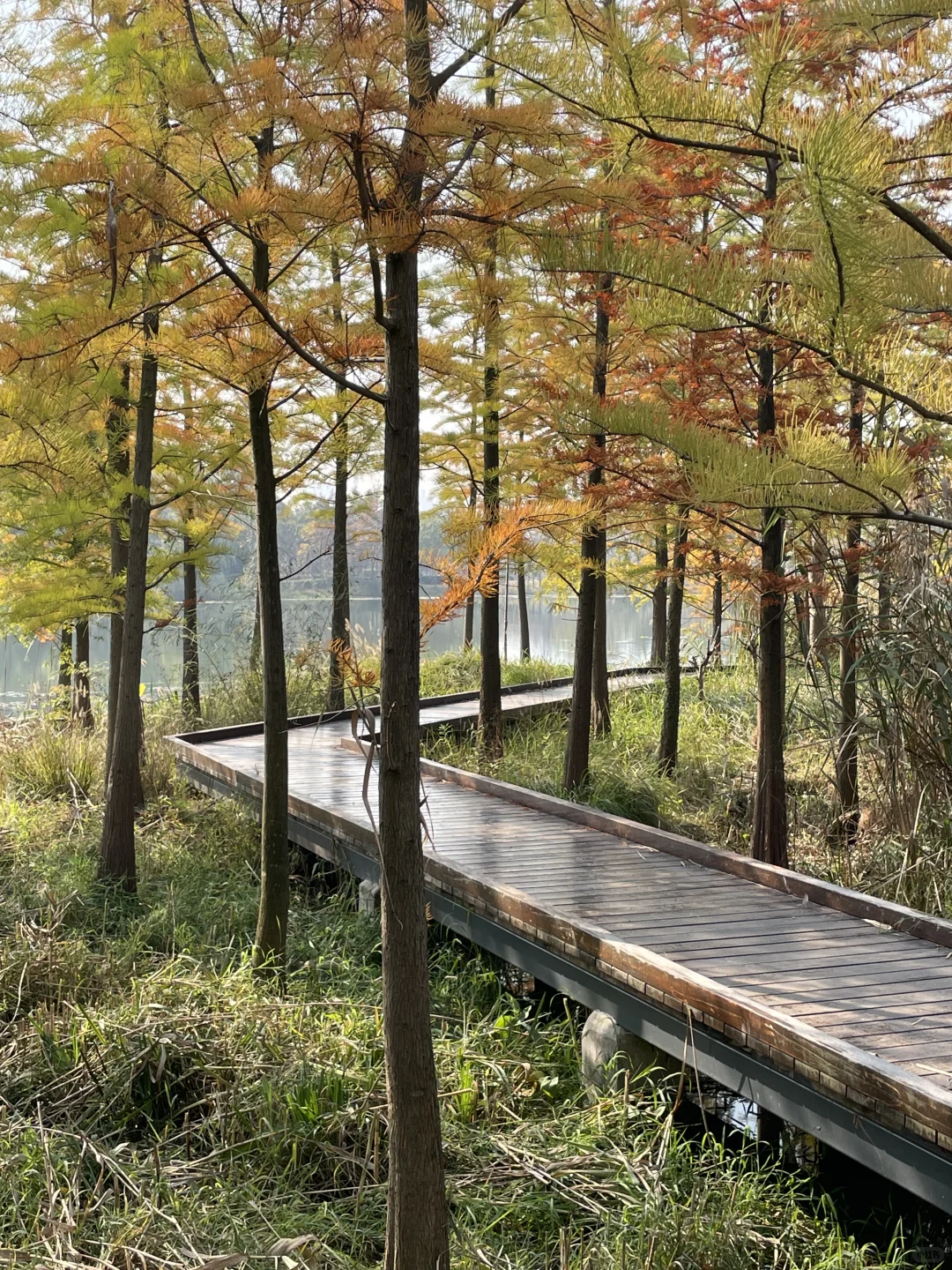 苏州昆山城市生态森林公园