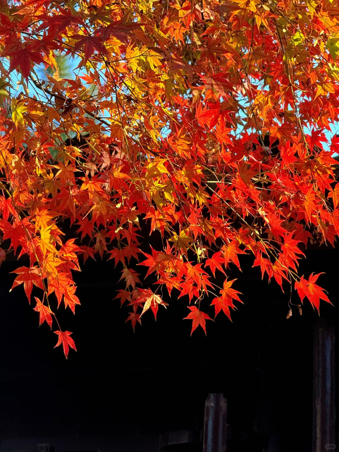 11.18刚去！留园的枫叶真的绝了！太美了！
