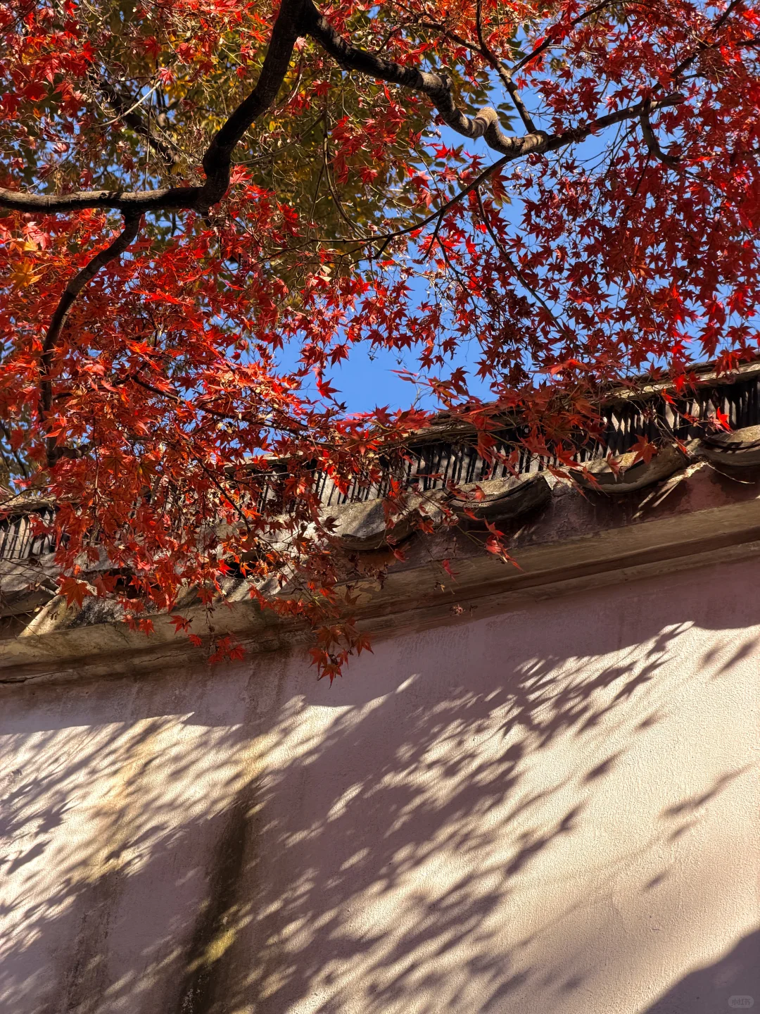 11.19实况！苏州留园封神秋景已登场❗️