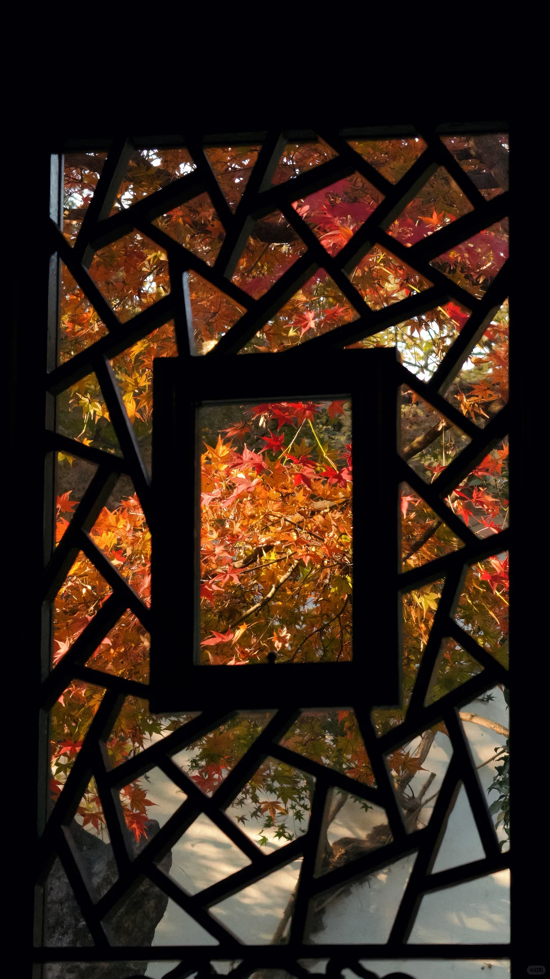 11.18刚去！留园的枫叶真的绝了！太美了！