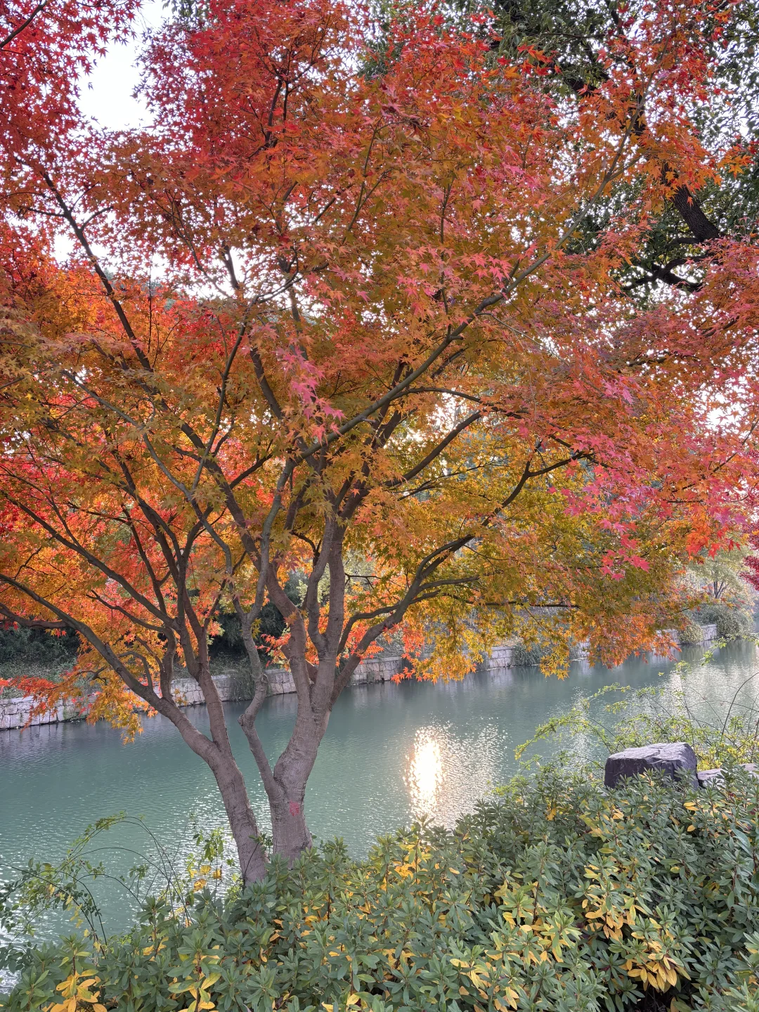 已经开始期待12月苏州的虎丘啦 美得像画