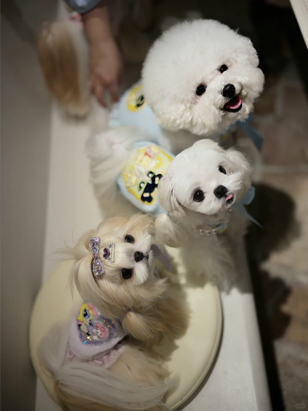 修狗的冬日聚会❄️苏州小型犬年会