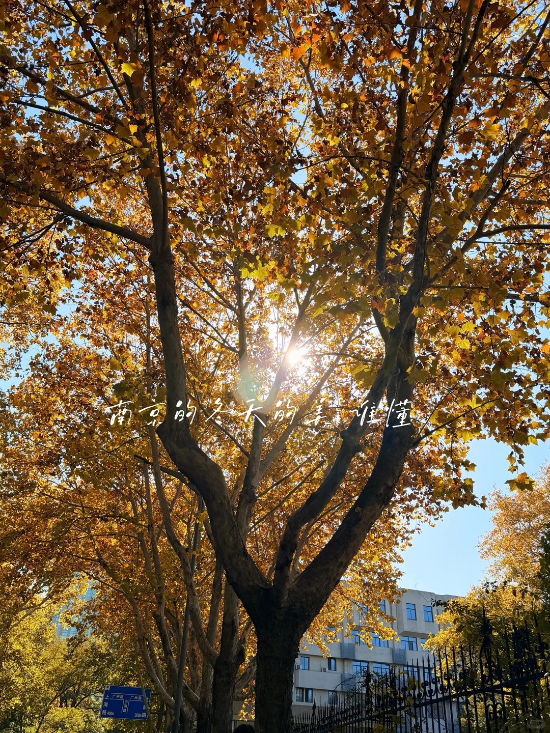 南京冬天的美谁懂 ｜交换一张你的银杏落叶