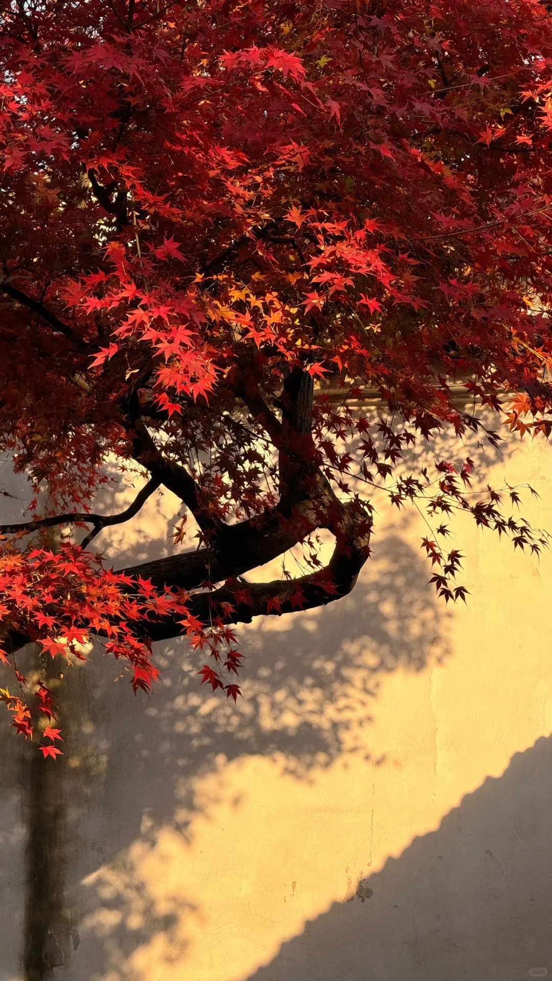 11.18刚去！留园的枫叶真的绝了！太美了！