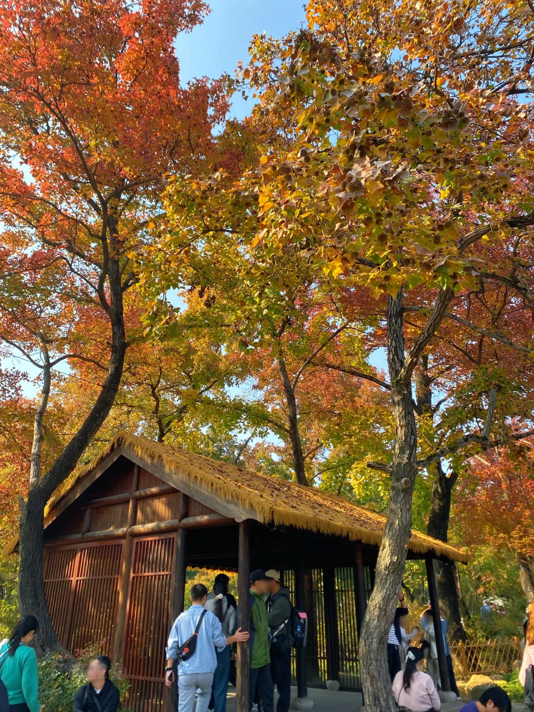 苏州！11月的秋景已经美到next level了！！！