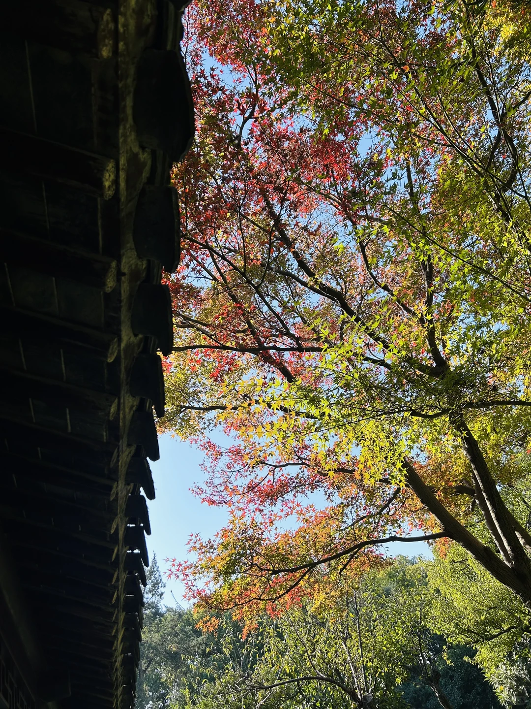 11.19 留园这棵树绝了！苏州又到了最美时节