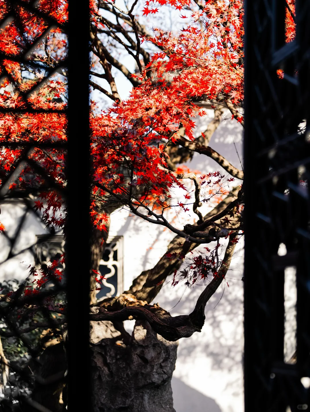 🍂苏州秋天天花板！8个必打卡地美到窒息