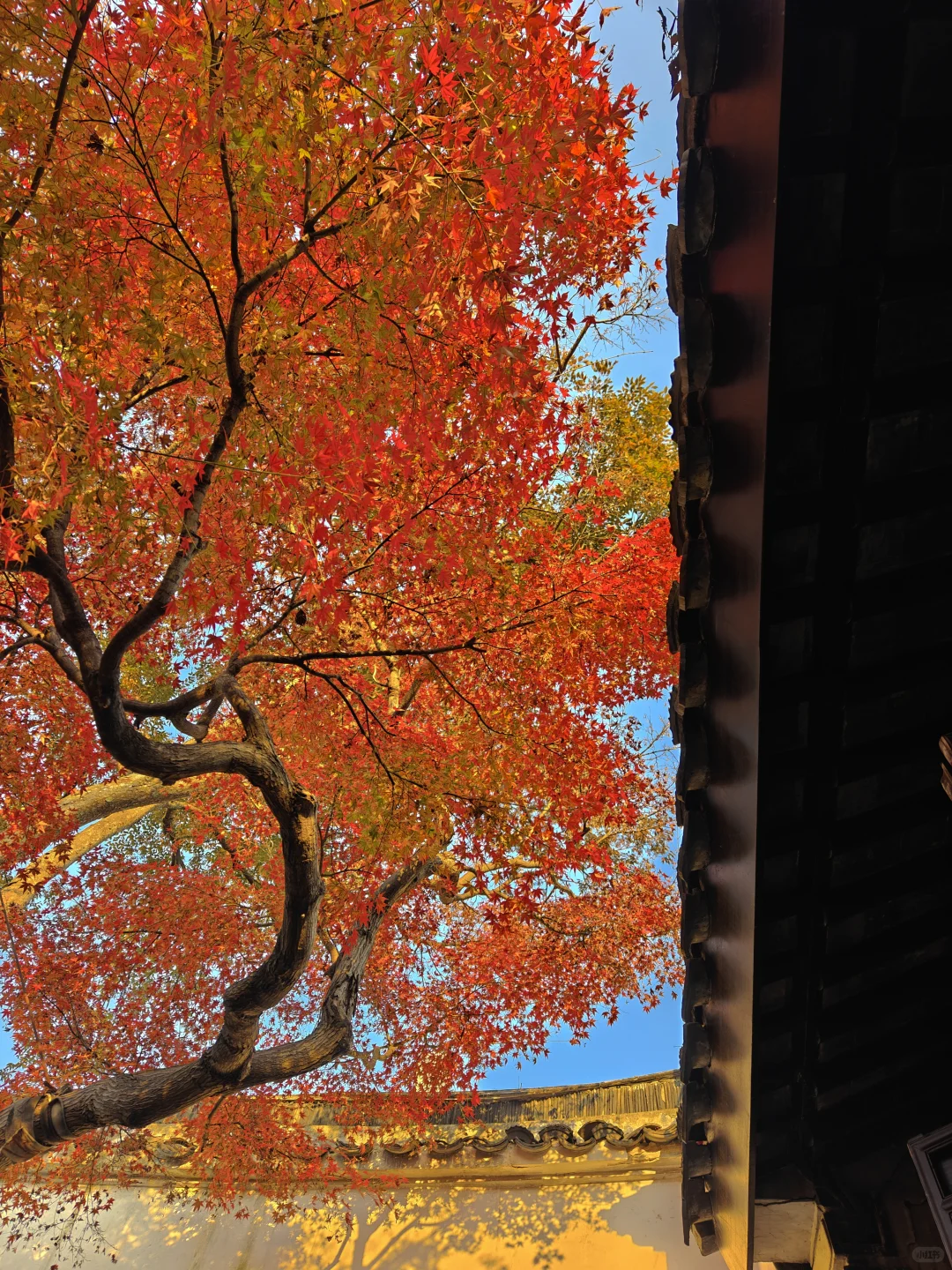 你这周来苏州可以拍什么(11.17日-11.23日)