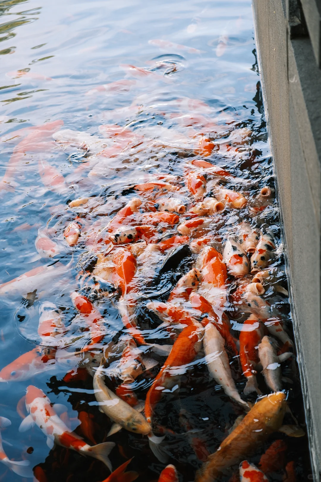 苏州博物馆 | 把江南揉进建筑里