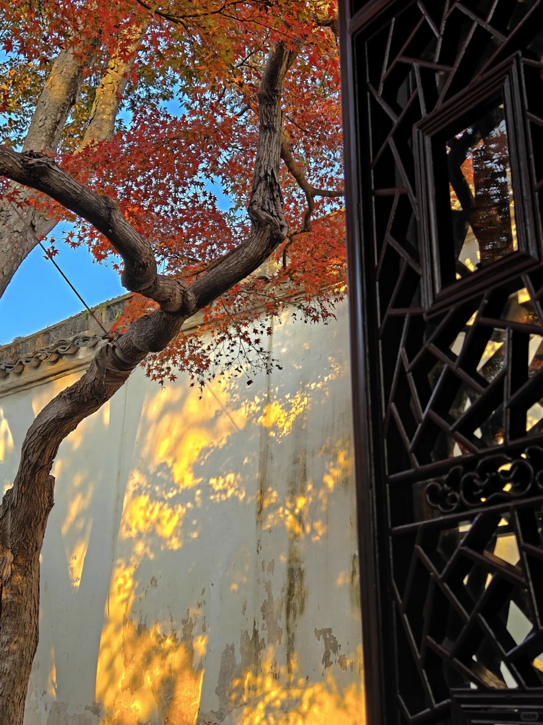 你这周来苏州可以拍什么(11.17日-11.23日)