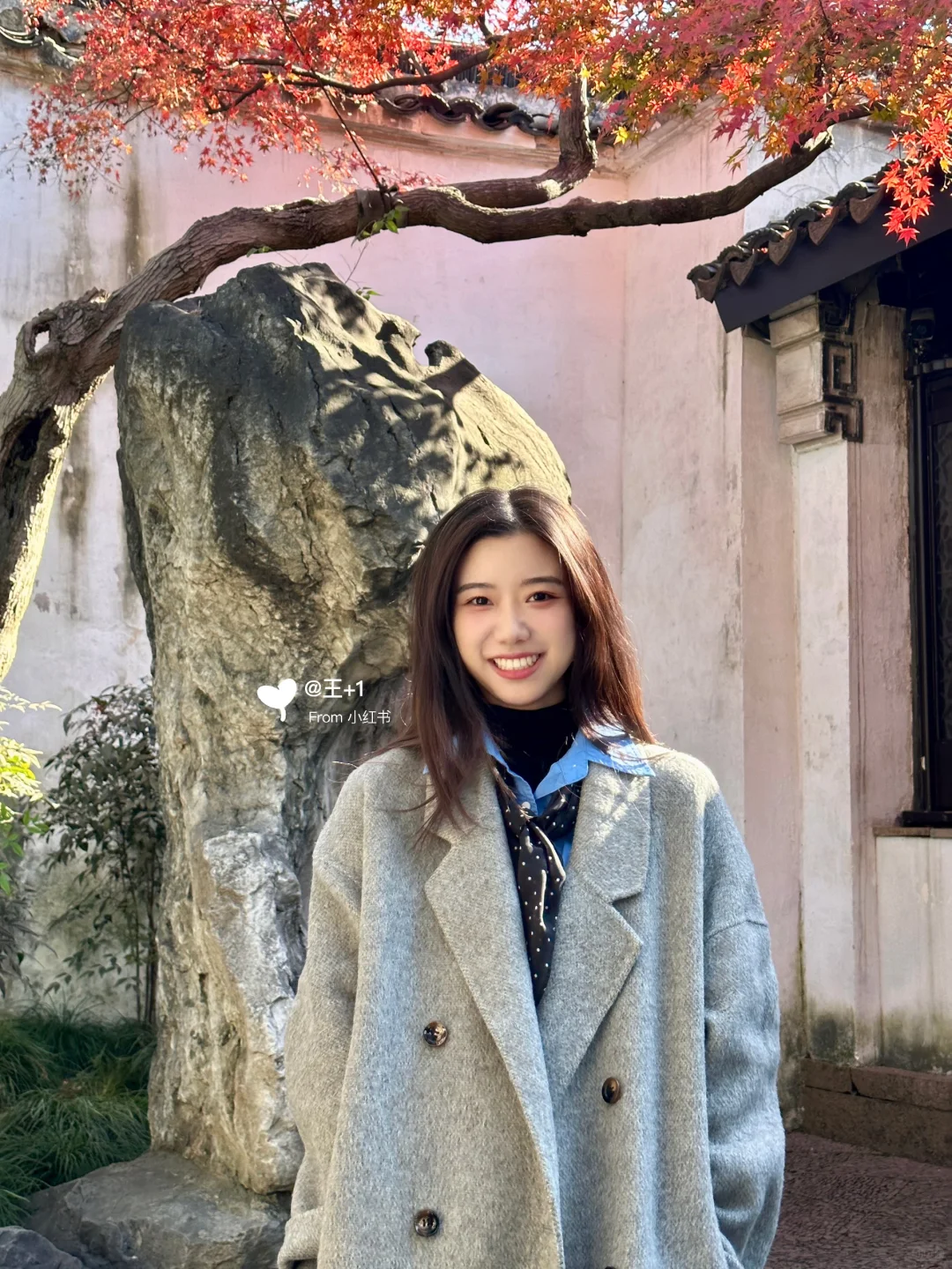 11.19 留园这棵树绝了！苏州又到了最美时节