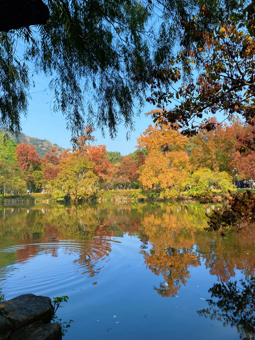 苏州！11月的秋景已经美到next level了！！！