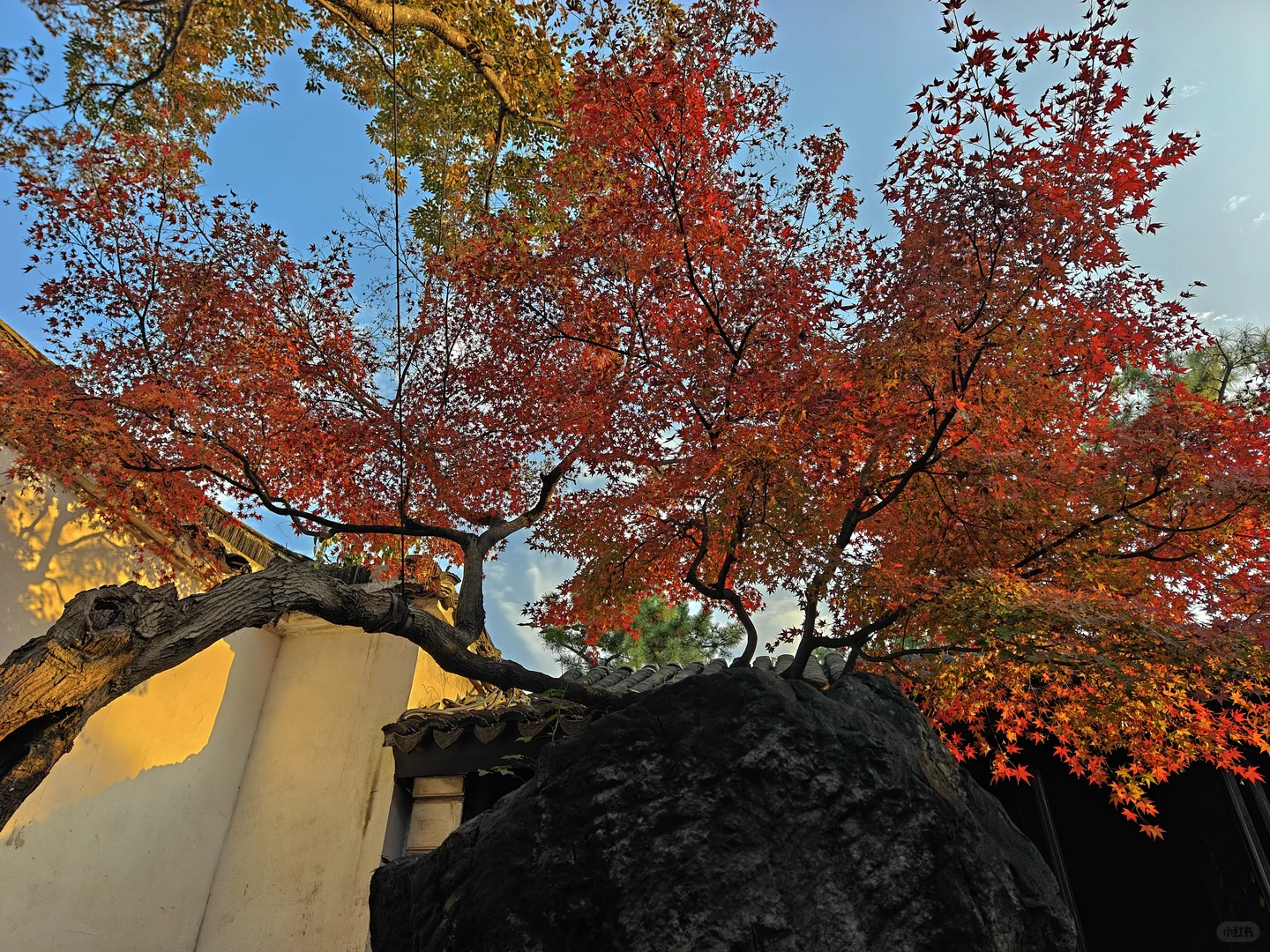 你这周来苏州可以拍什么(11.17日-11.23日)