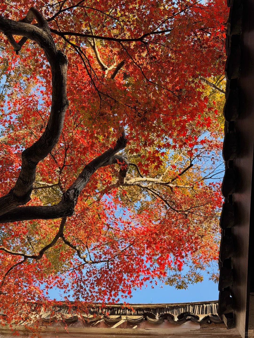 11.19实况！苏州留园封神秋景已登场❗️