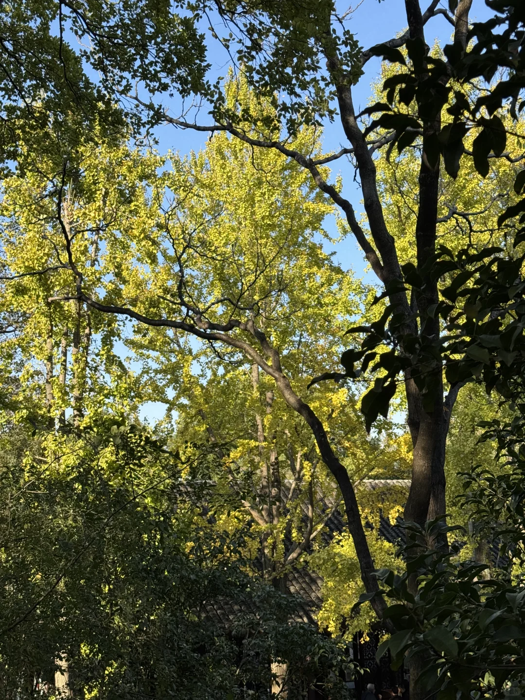 今日11.19苏州园林实况-拙政园