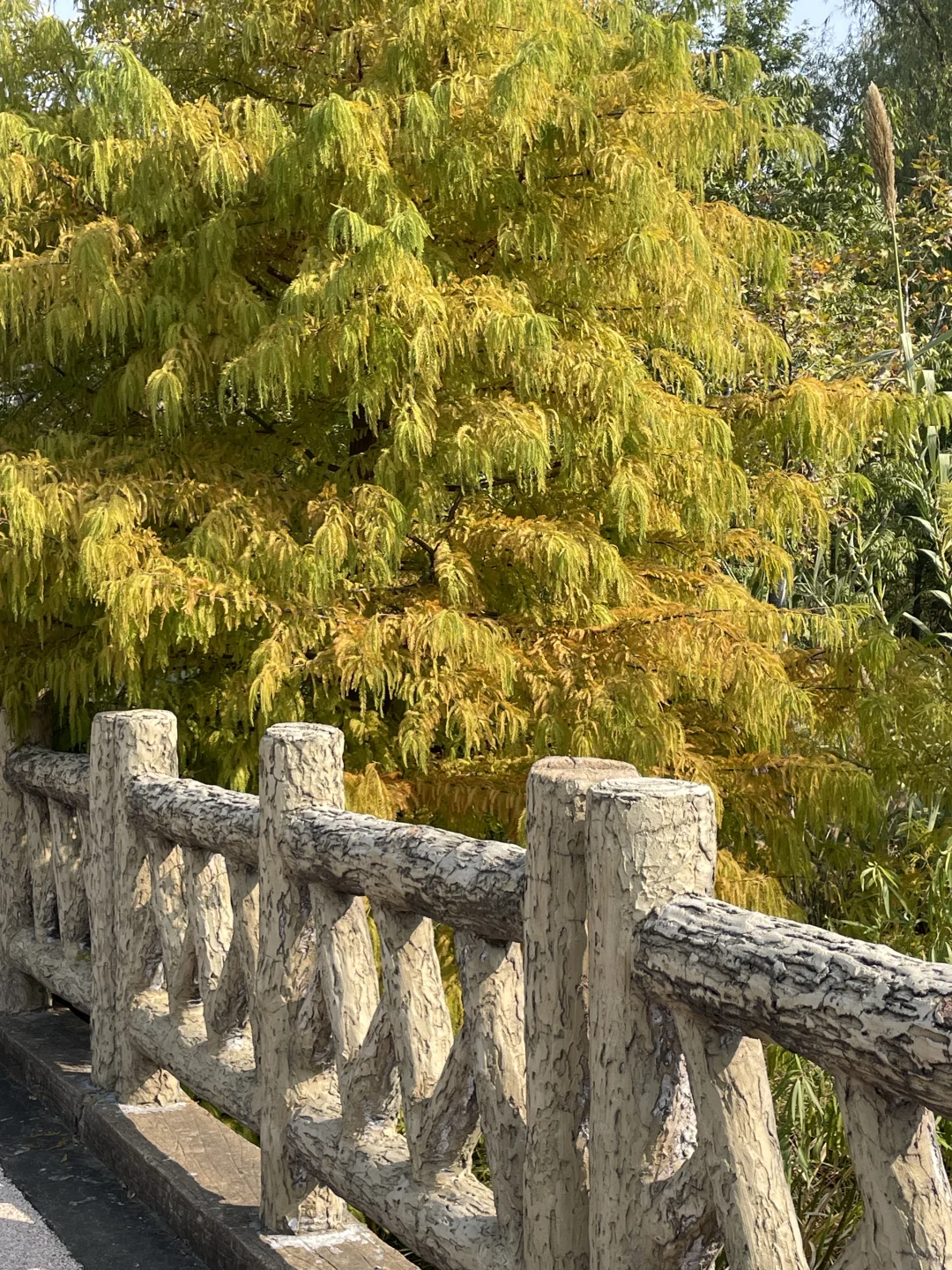 苏州昆山城市生态森林公园