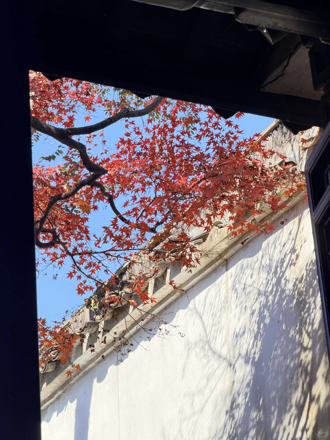 11.19实况！苏州留园封神秋景已登场❗️