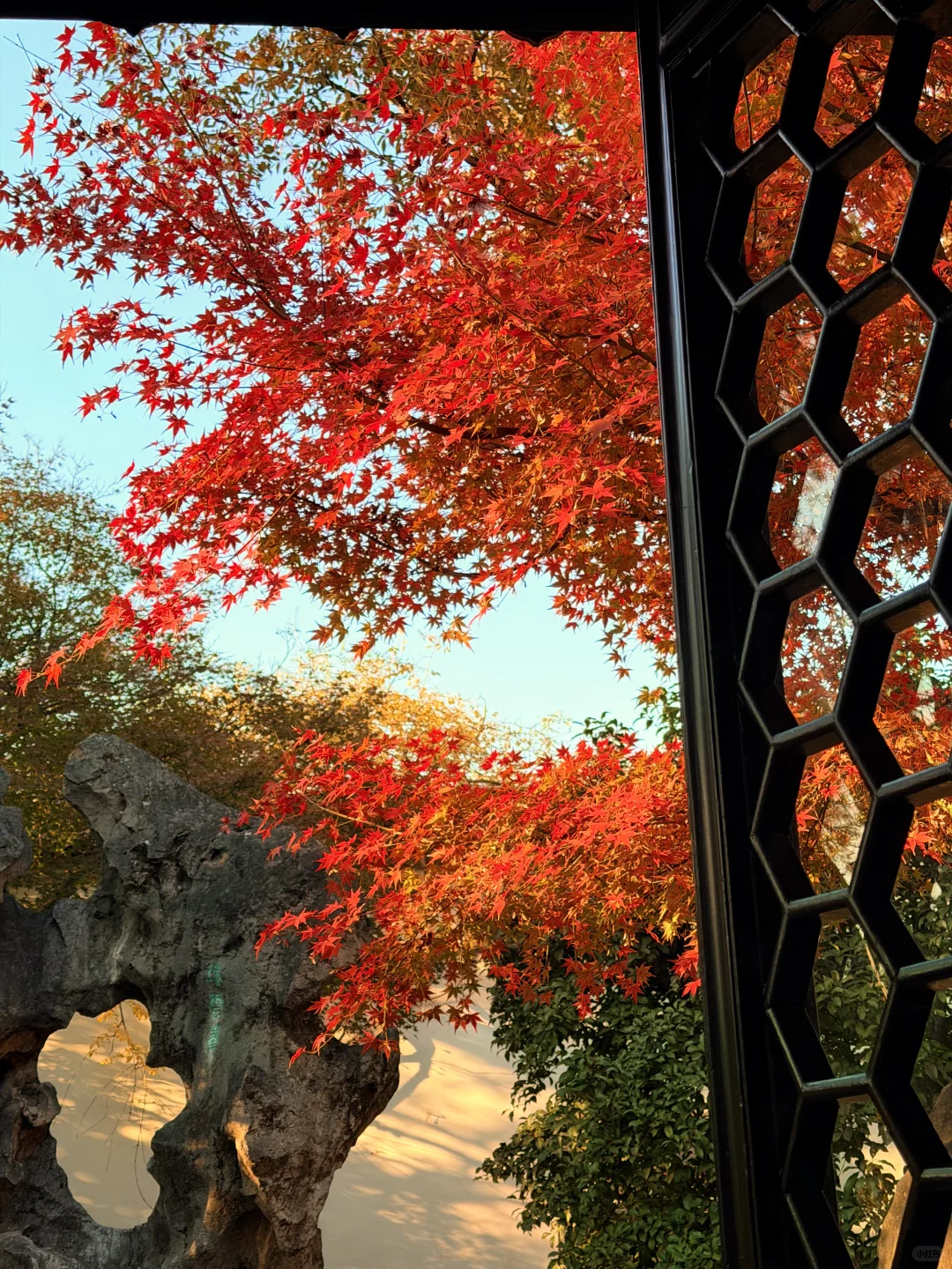 11.18实况 | 苏州留园红枫美到封神！！！！！！！！