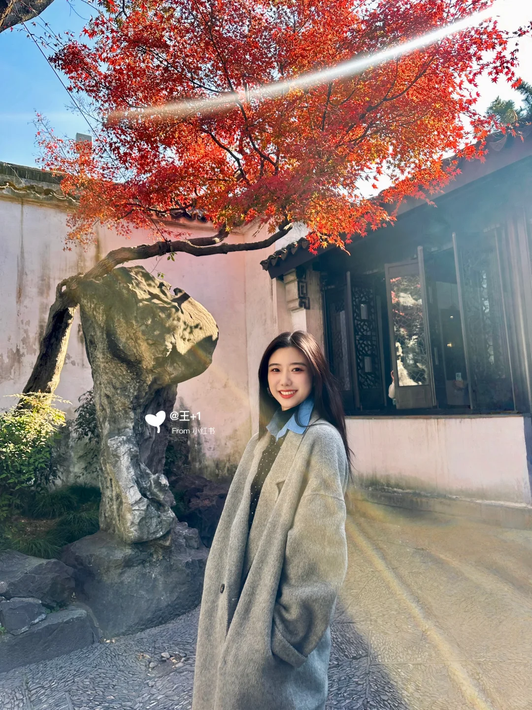 11.19 留园这棵树绝了！苏州又到了最美时节