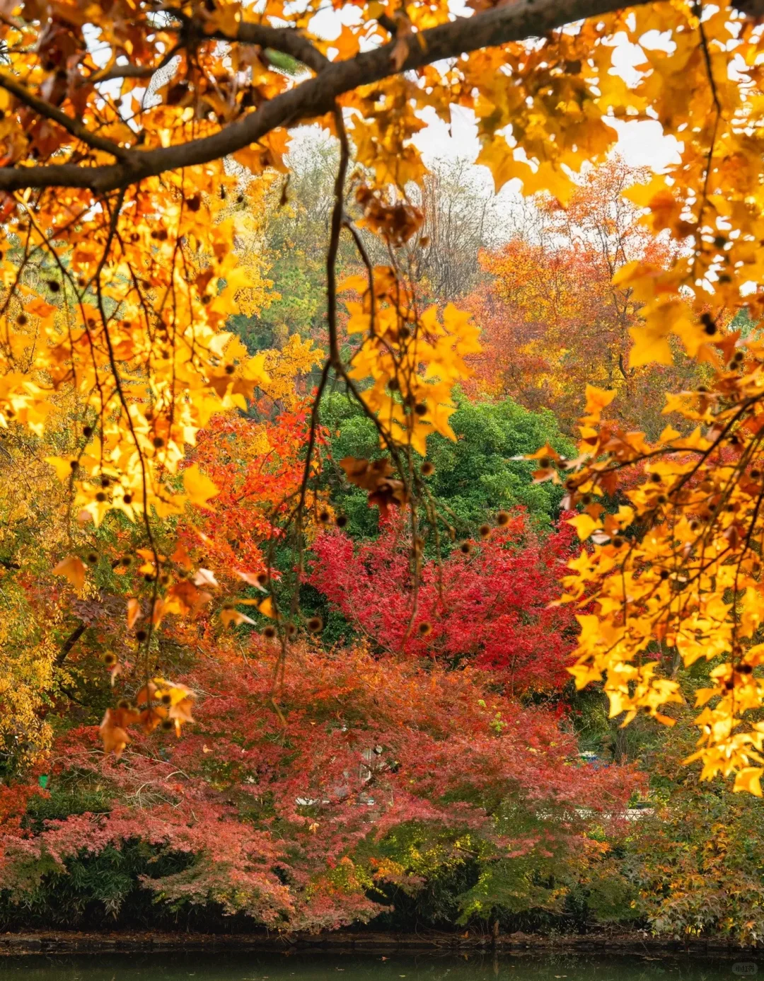 🍂苏州秋天天花板！8个必打卡地美到窒息