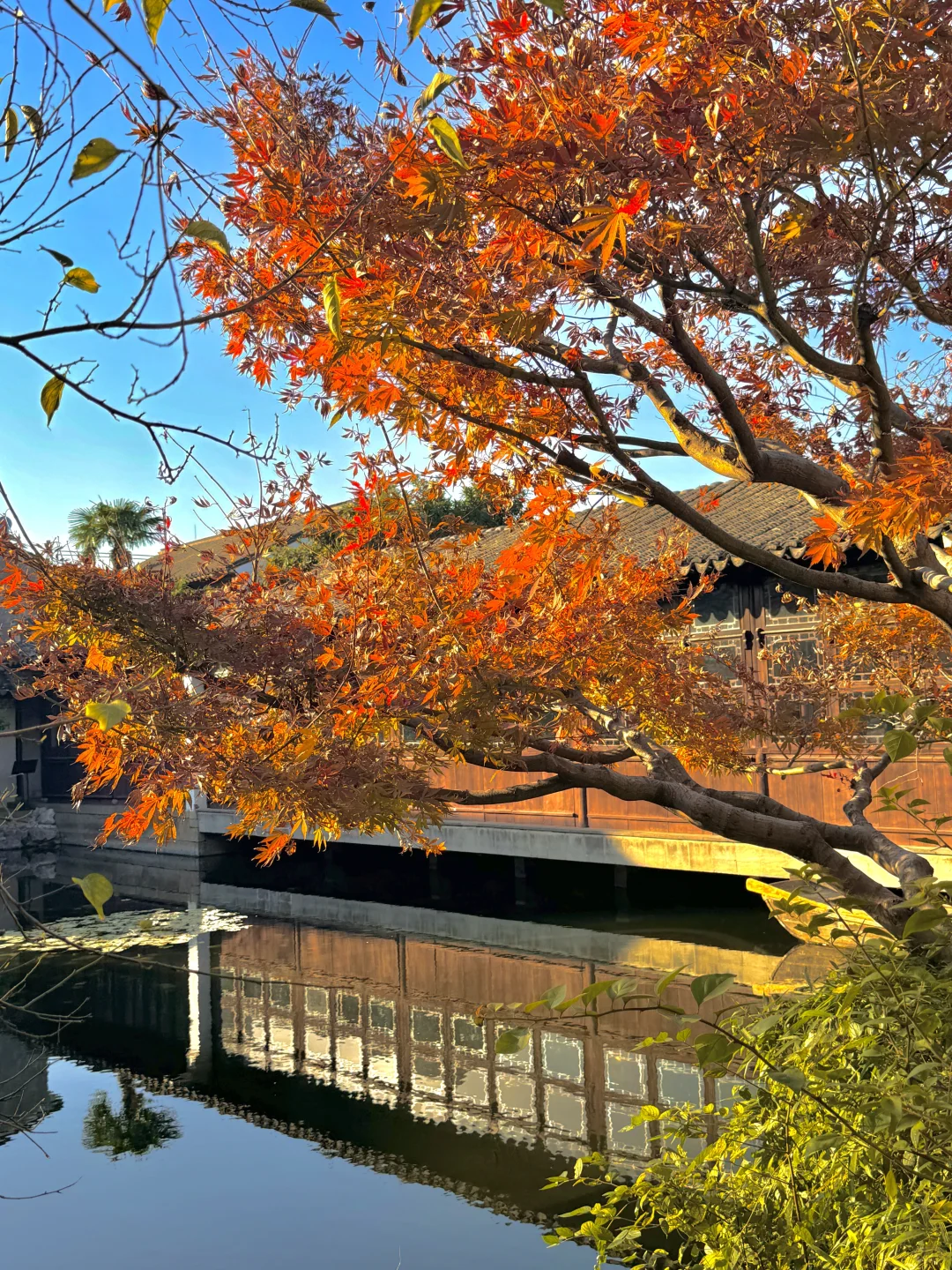 千万别在10-11月去苏州，我怕你来了不想走‼️