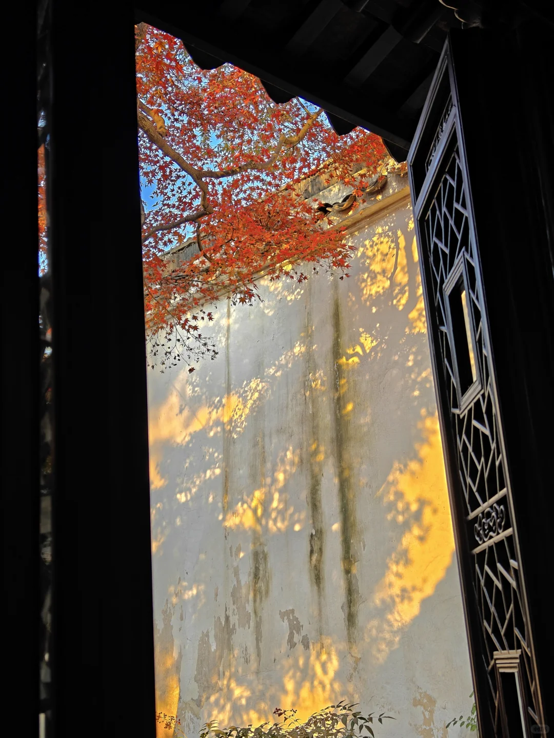 你这周来苏州可以拍什么(11.17日-11.23日)