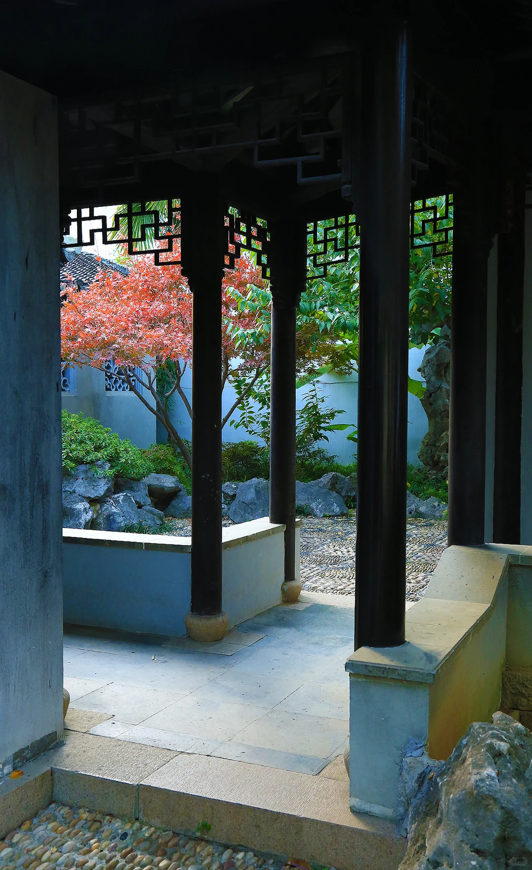 2025苏州木渎古镇银杏红枫秋色正浓