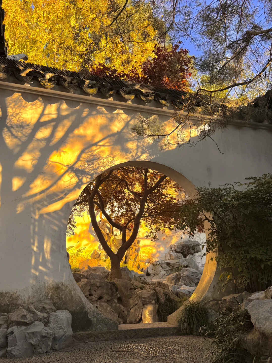 千万别在10-11月去苏州，我怕你来了不想走‼️