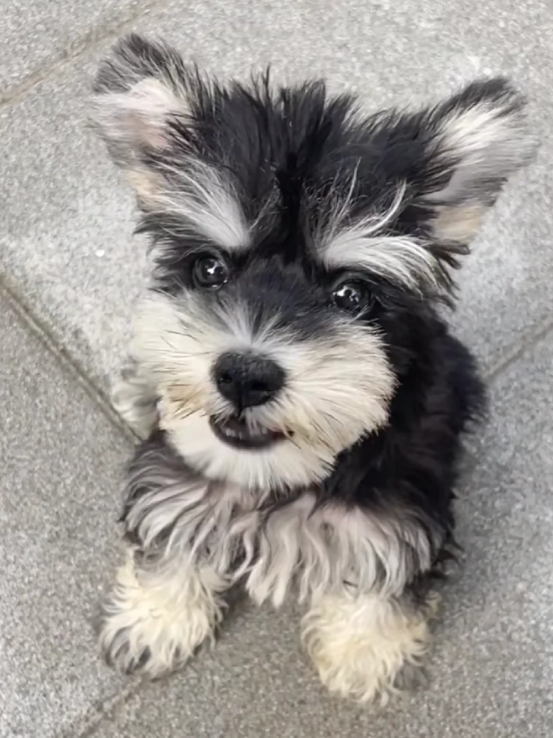 雪纳瑞生六只，在苏州