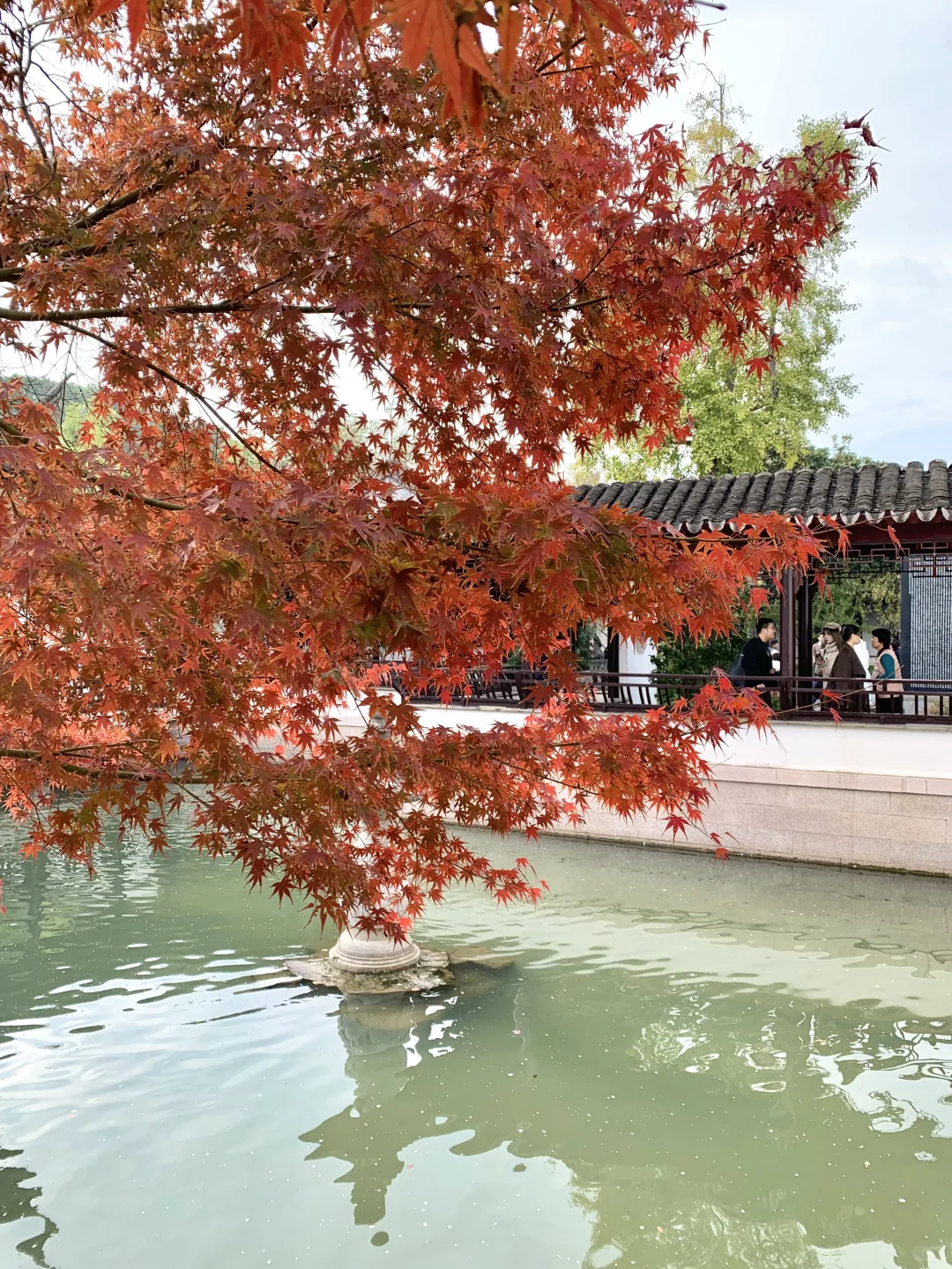 🍂11.23苏州｜虎丘一榭园枫叶红啦🎐附路线