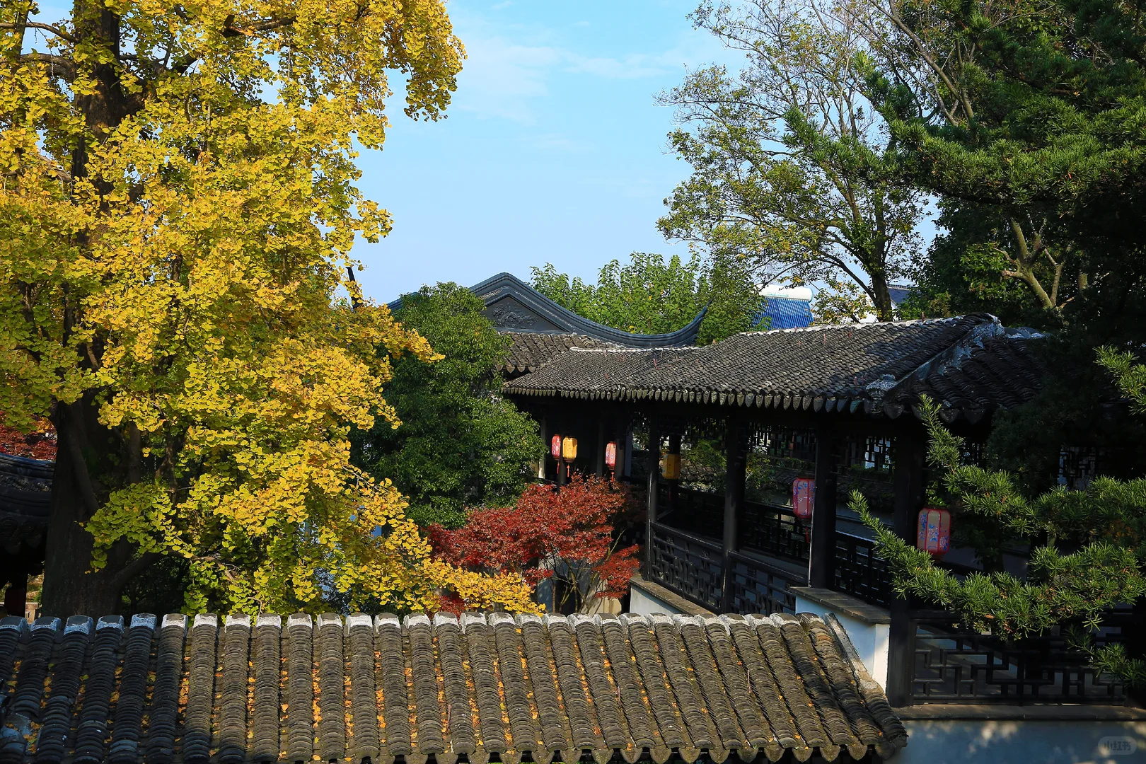 2025苏州木渎古镇银杏红枫秋色正浓