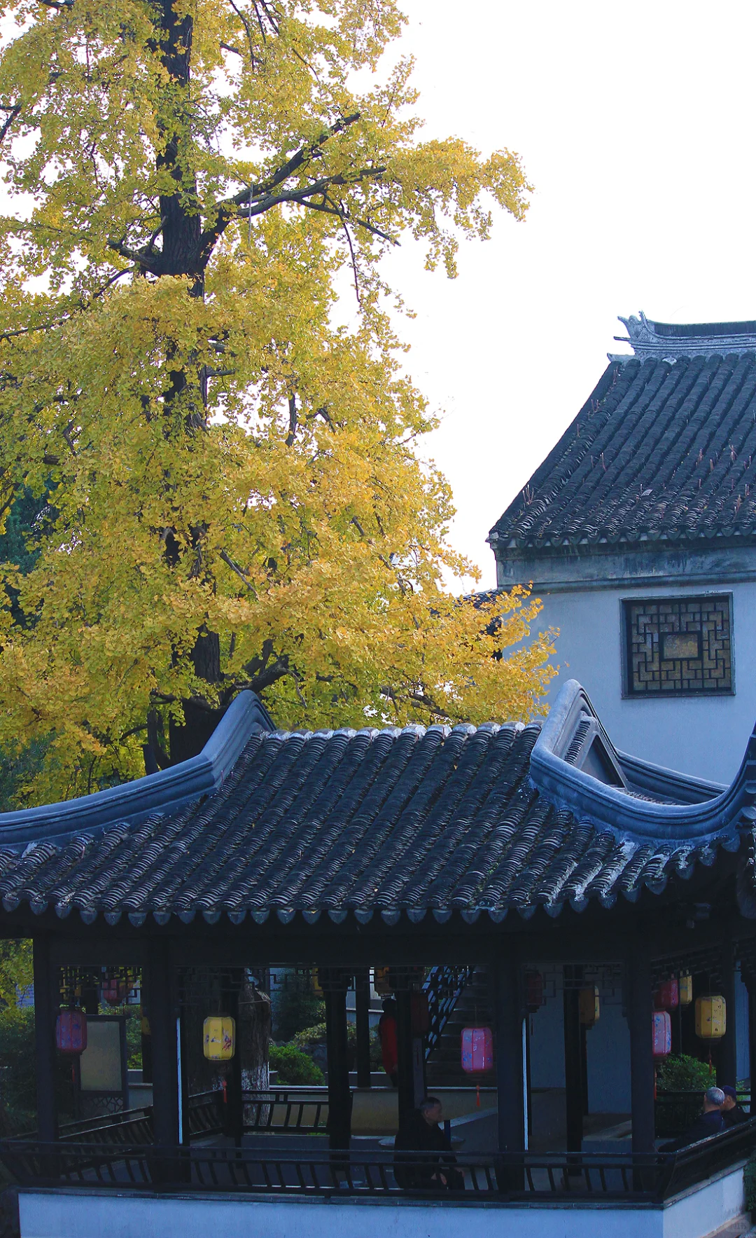 2025苏州木渎古镇银杏红枫秋色正浓