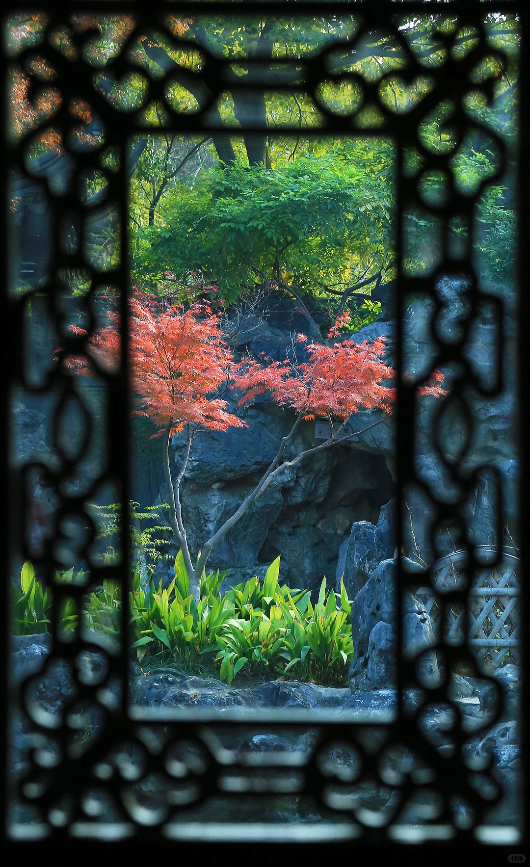 2025苏州木渎古镇银杏红枫秋色正浓