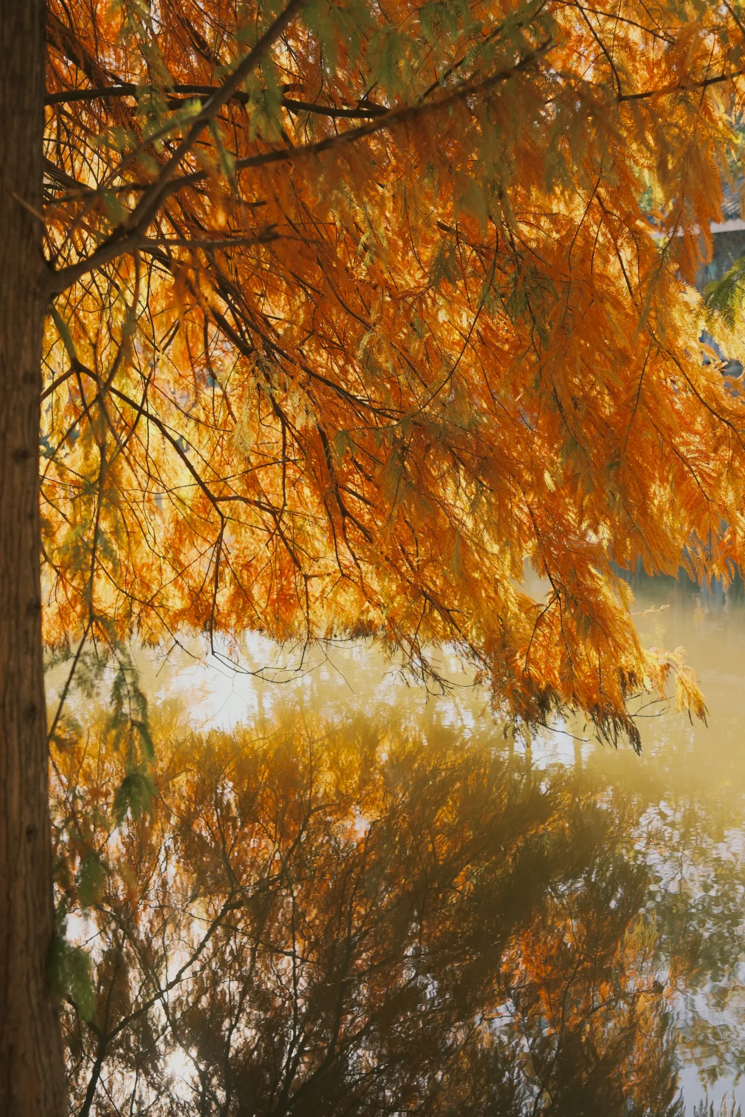 60r在南京燕雀湖拍的，感觉超值～