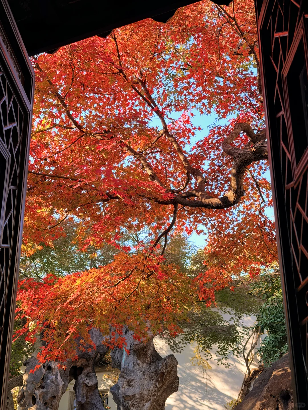 11.18实况 | 苏州留园红枫美到封神！！！！！！！！