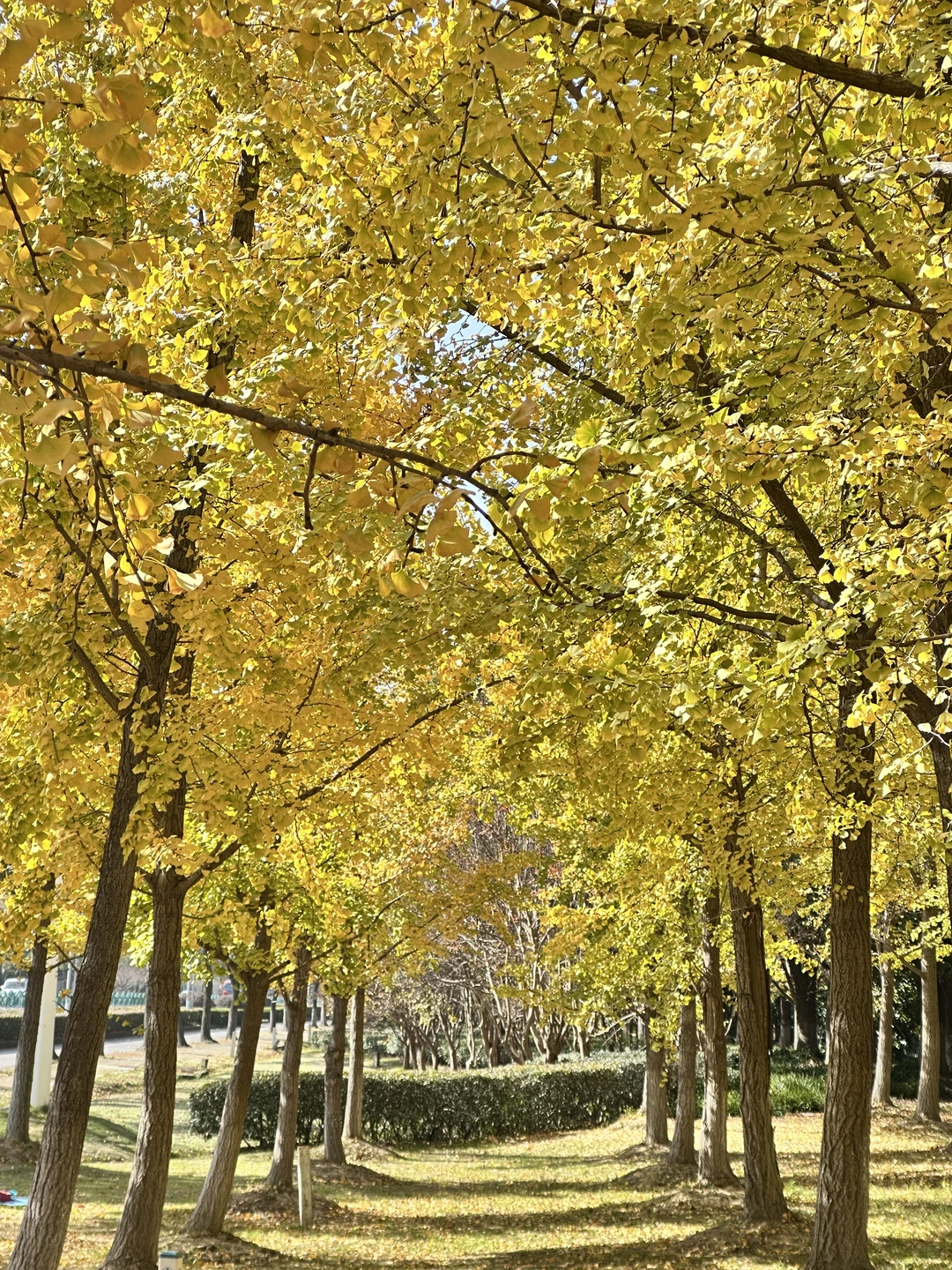 苏州📸 | 银杏-拍照 | 机位分享【附位置】
