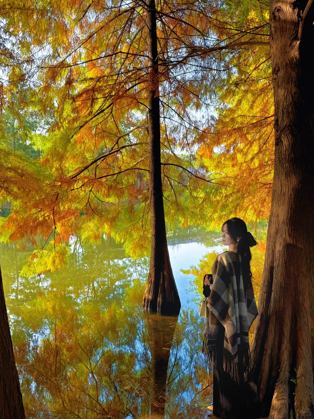 11.10实拍❗️南京落羽杉林已美成一幅画🖼️