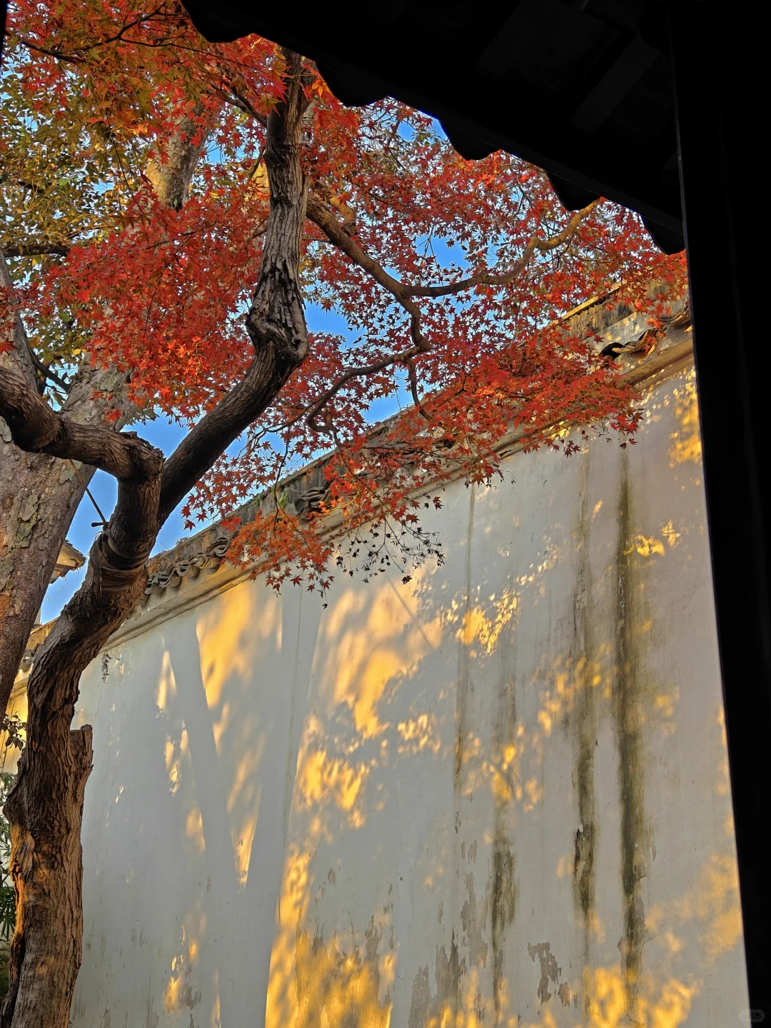 你这周来苏州可以拍什么(11.17日-11.23日)