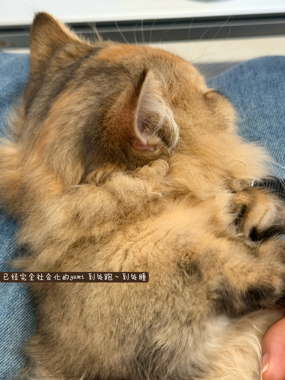 拙政园我是没这个本事挤进去的