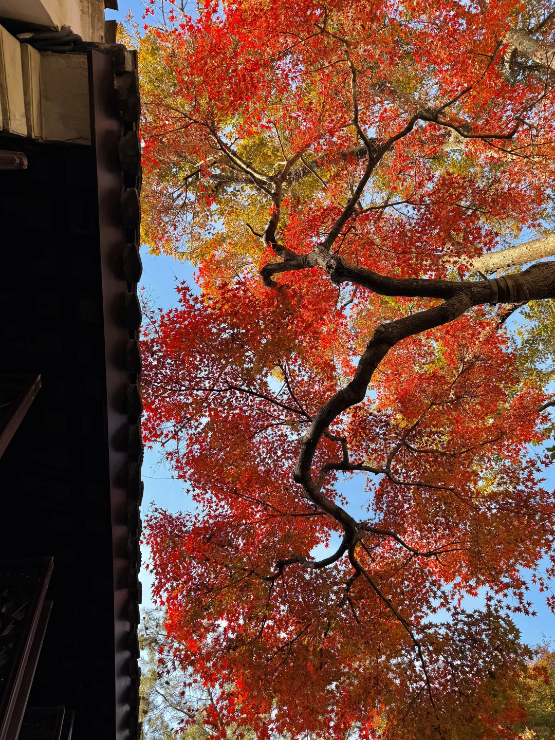 11.19实况！苏州留园封神秋景已登场❗️