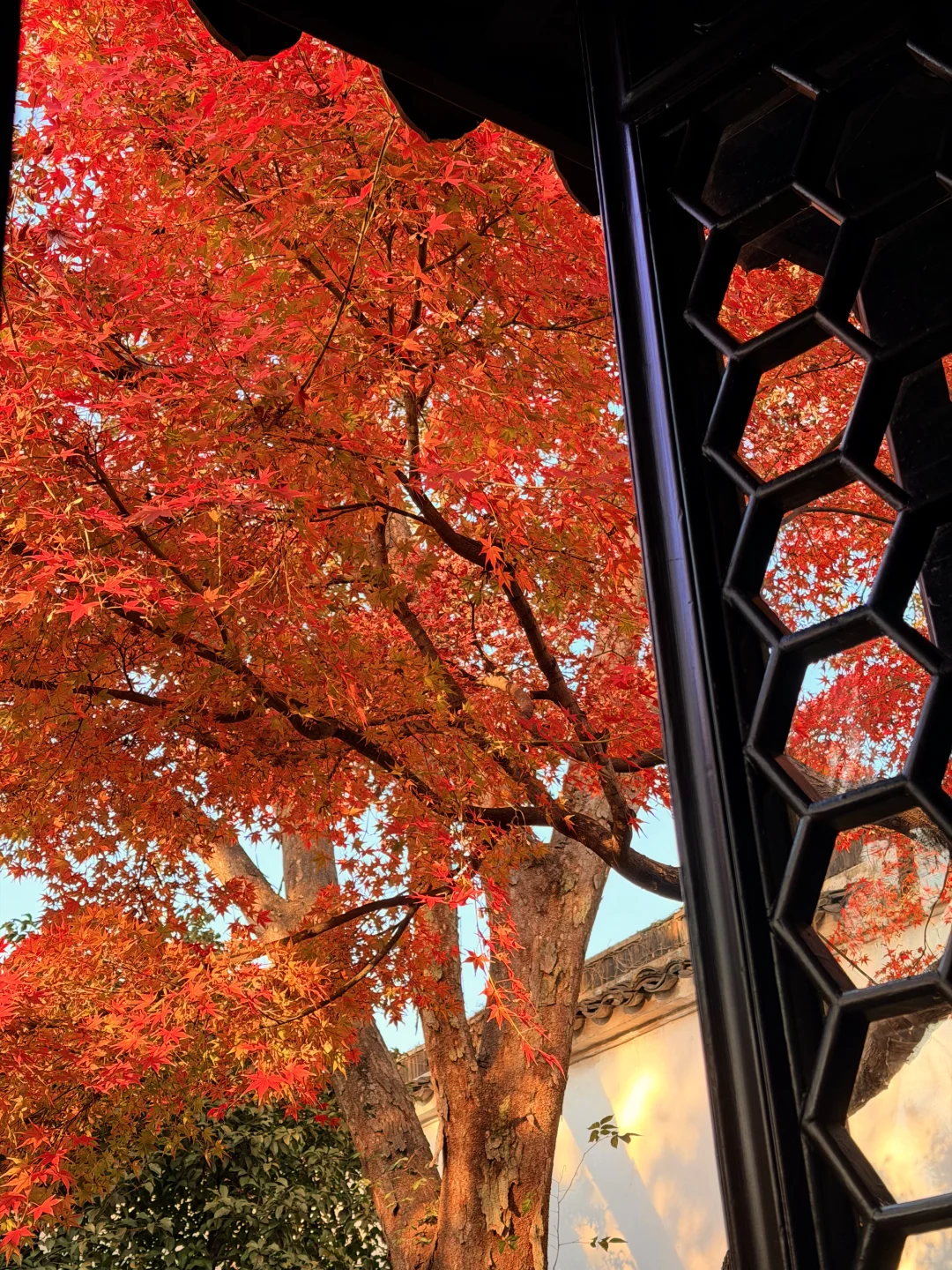 11.18实况 | 苏州留园红枫美到封神！！！！！！！！