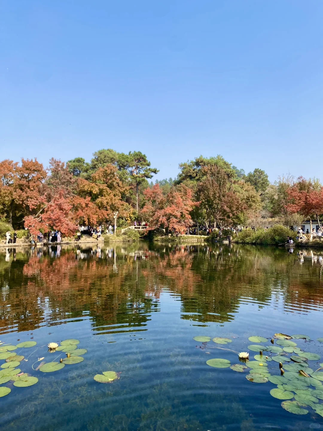苏州！11月的秋景已经美到next level了！！！