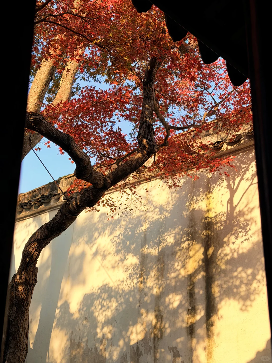 11.18实况 | 苏州留园红枫美到封神！！！！！！！！