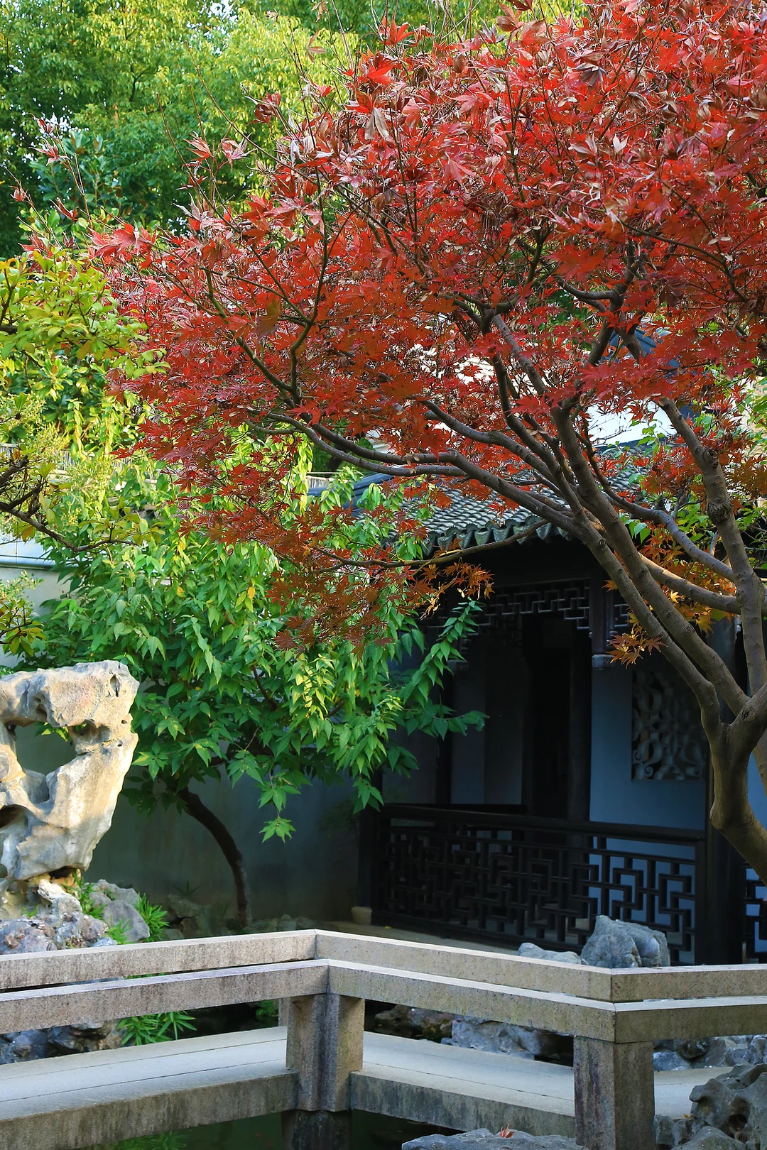 2025苏州木渎古镇银杏红枫秋色正浓