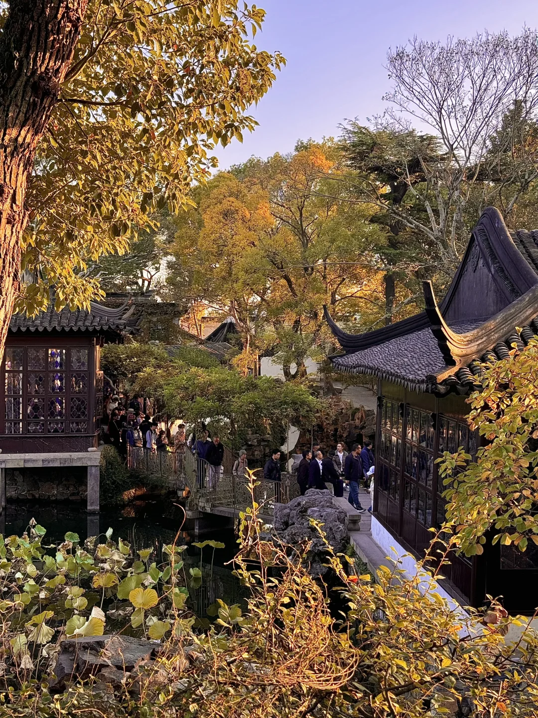 11.13实况live！！！秋天的拙政园！！美到封神…