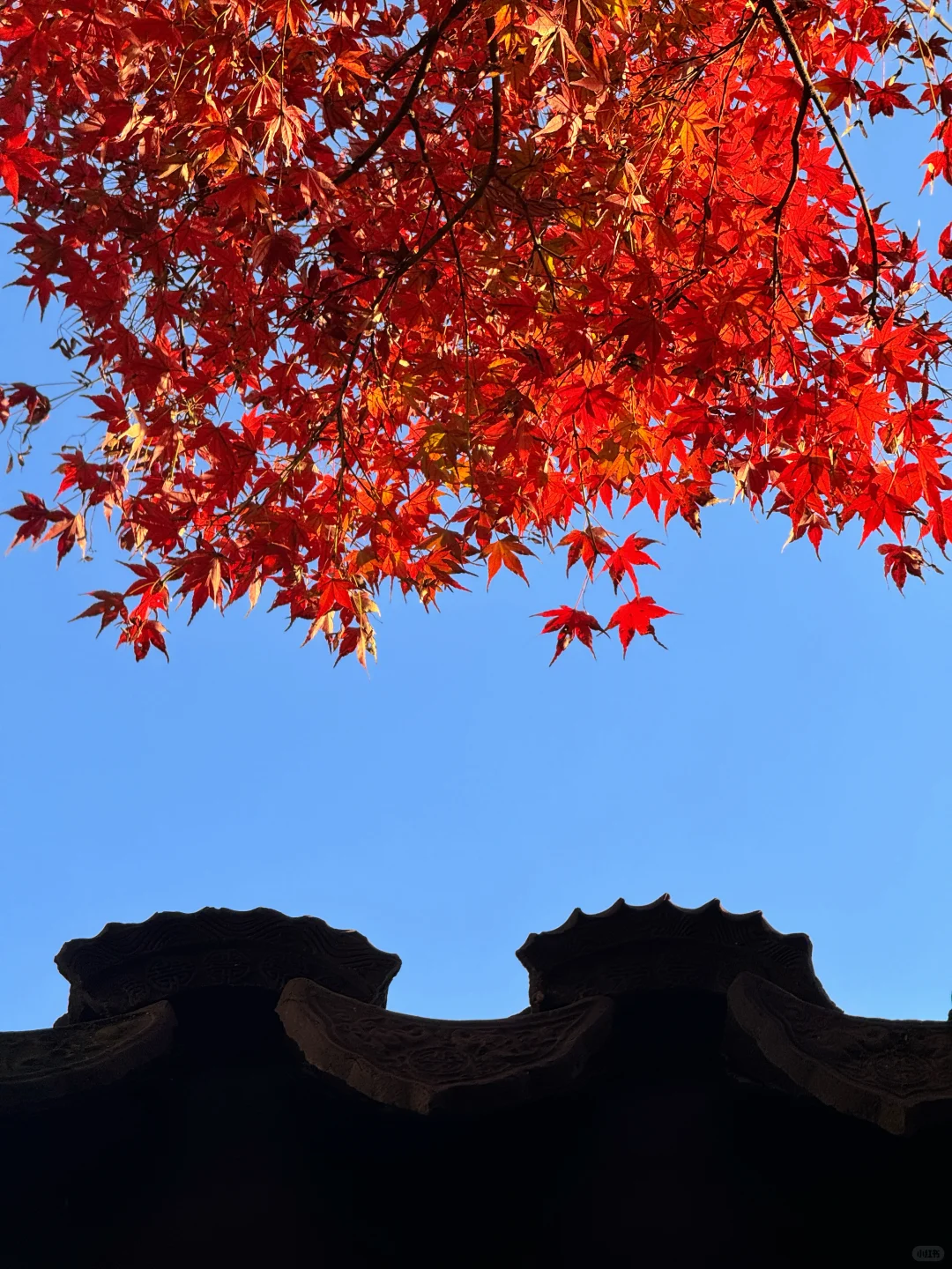 11.18刚去！留园的枫叶真的绝了！太美了！