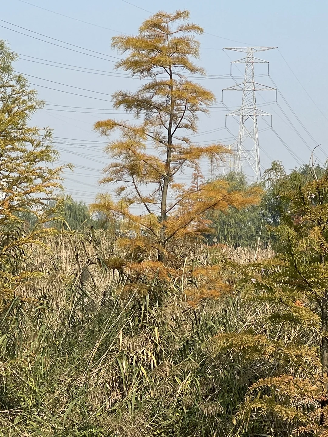 苏州昆山城市生态森林公园
