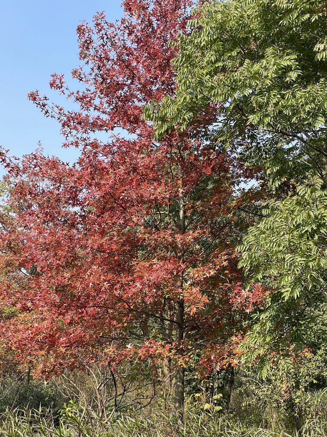 苏州昆山城市生态森林公园