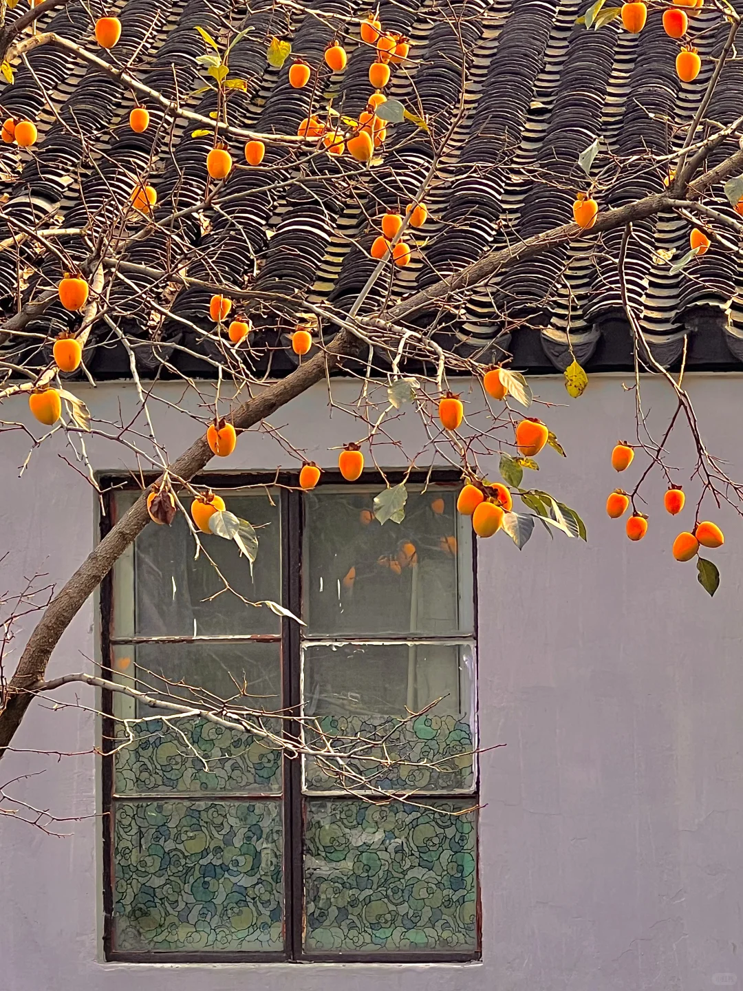 11.2实拍❗️道前街柿子树已进入最佳观赏期